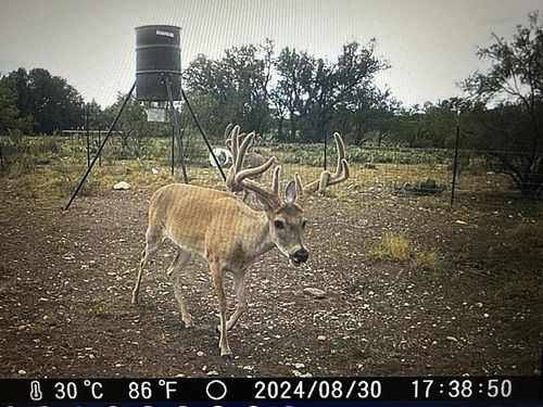 1335 Ocelot Road, Eldorado, TX, 76936 | Card Image