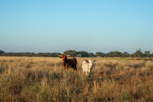 2 County Road 208, Voca, TX, 76887-5315 | Card Image