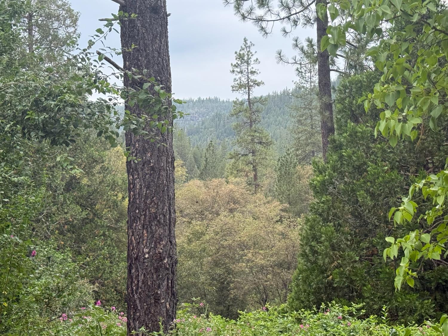Residential in Nevada City 3