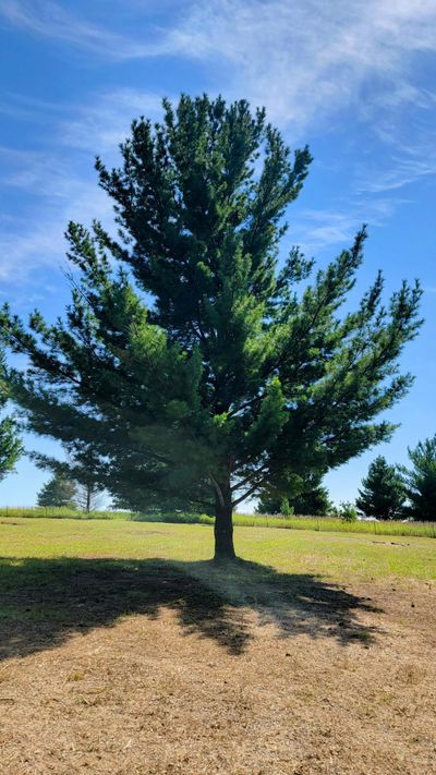 Beautiful Eastern White Pines | Image 2