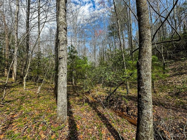 41.18 Acres (Off Of) Pole Bridge Rd, Home with 0 bedrooms, 0 bathrooms and null parking in Stuart VA | Image 4