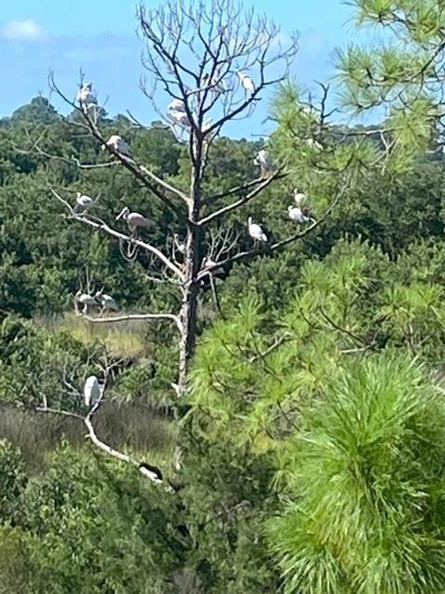 "Ibis Tree" - Photo by Owner | Image 12