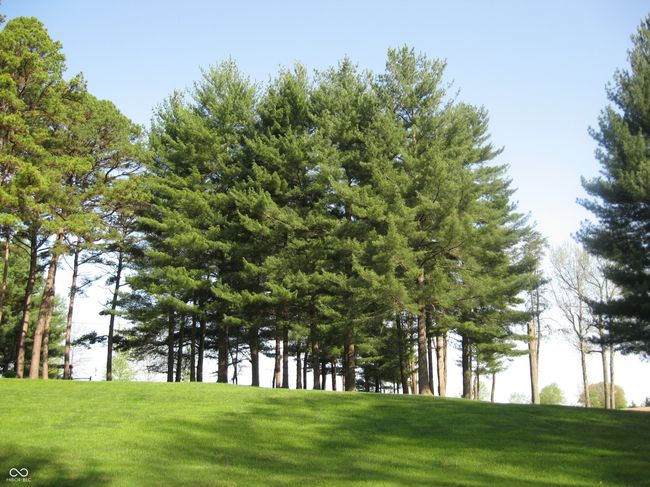 Pines on the Hill | Image 55