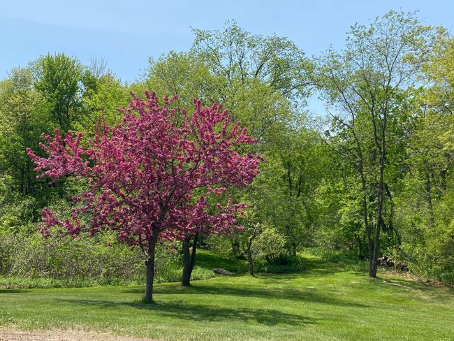 Misners path into woods and picnic area.JPG | Image 39