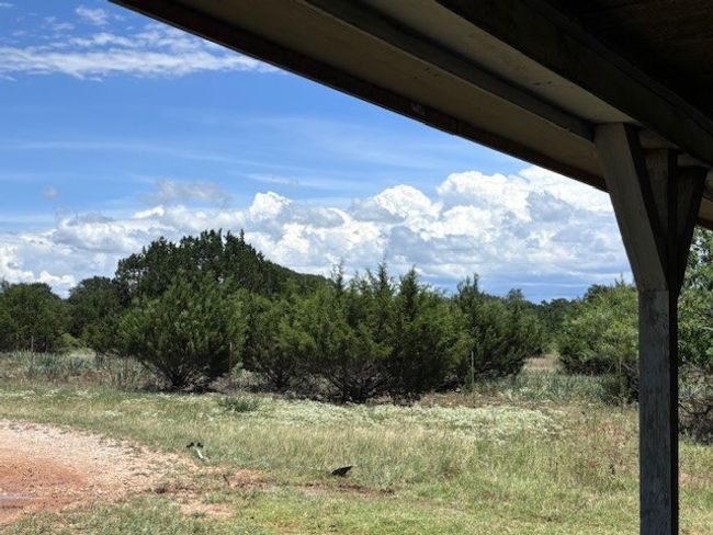 View of local wilderness | Image 8