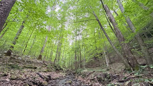0 Murphy Hollow Rd, Trenton, GA, 30752 | Card Image