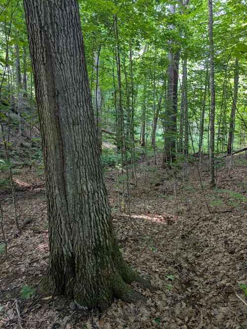 Parcel 4 West Y Rd, Exeland, WI, 54835 | Card Image