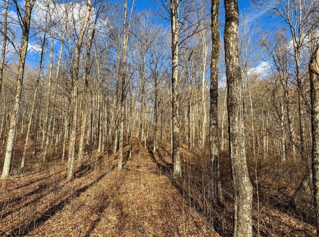 5698 Morgantown Pike, Home with 4 bedrooms, 2 bathrooms and 3 parking in Belington WV | Image 29