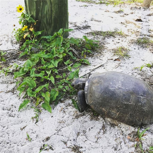 Gopher tortoise | Image 55