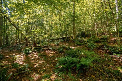 00 Turtle Rock Rd, Stoddard, NH, 03464 | Card Image