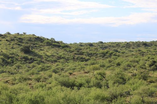 XXXX CB S Mt Lemmon Road, Oracle, AZ, 85623 | Card Image