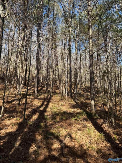 lot 11 A County Road 3782, Arley, AL, 35541 | Card Image