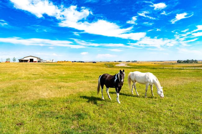 Irrigated horse pasture | Image 60