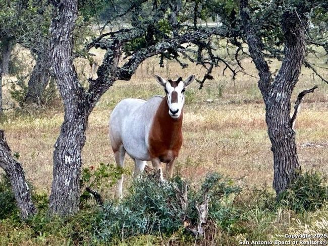 LOT 123 Fallow Drive, Home with 0 bedrooms, 0 bathrooms and null parking in Harper TX | Image 21