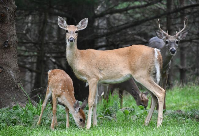 Enjoy the wild life | Image 63