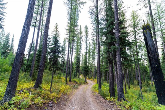 775 Trail Creek Rd, Home with 0 bedrooms, 0 bathrooms and null parking in Polebridge MT | Image 4