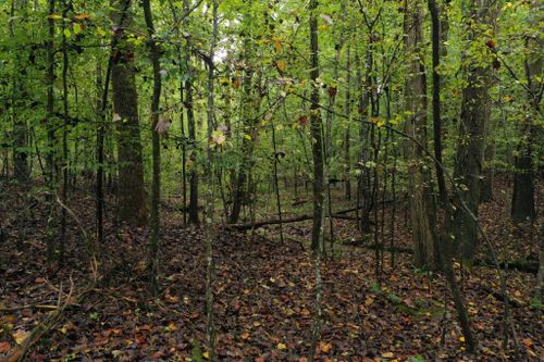 0 Rockview Dr, Spring City, TN, 37381 | Card Image