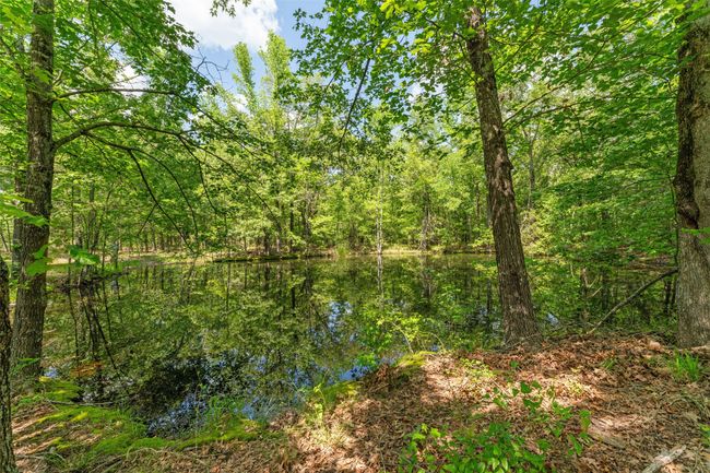 View of nature with a forest view | Image 16