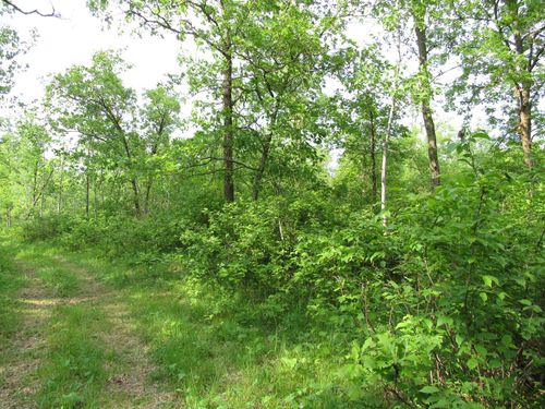 TBD 32nd Ave Sw, Backus, MN, 56435 | Card Image