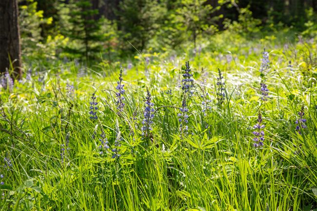 Your own wildflowers. | Image 50