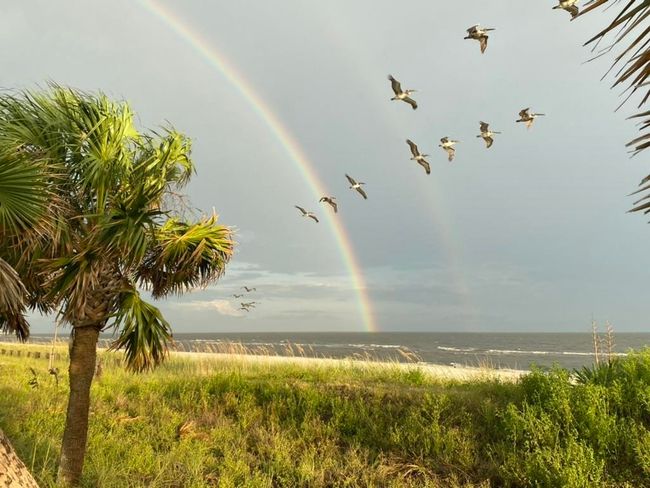 Rainbow & Pelicans over Alligator Point Beach | Image 22