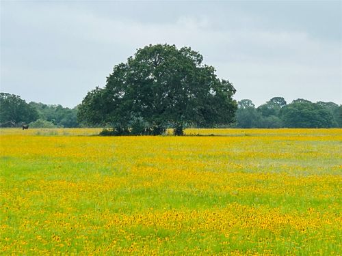 TBD Lot 4 County Road 127 Road, Ledbetter, TX, 78946 | Card Image