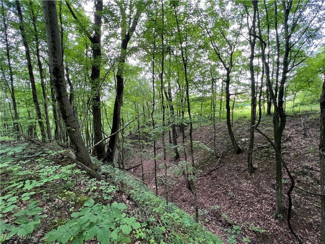 View of wooded area | Image 11