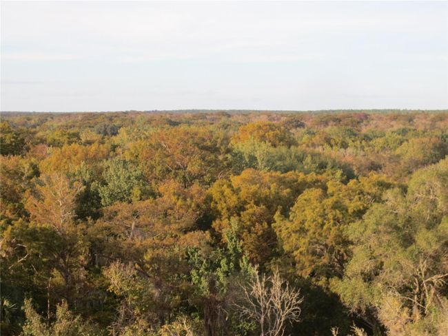 Ocala National Forest Activity | Image 89