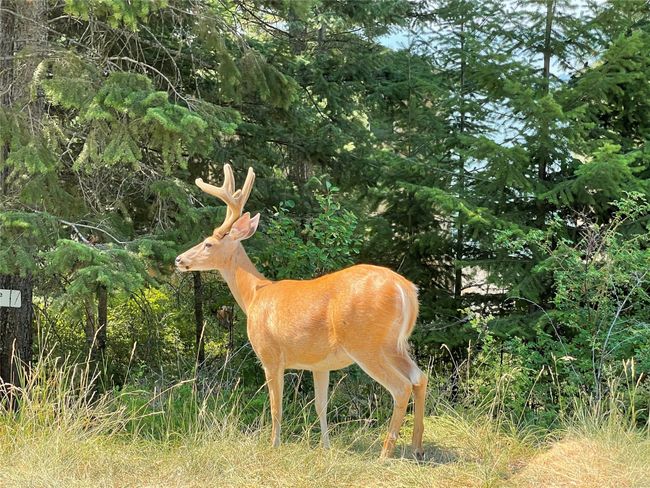 Neighbor | Image 64