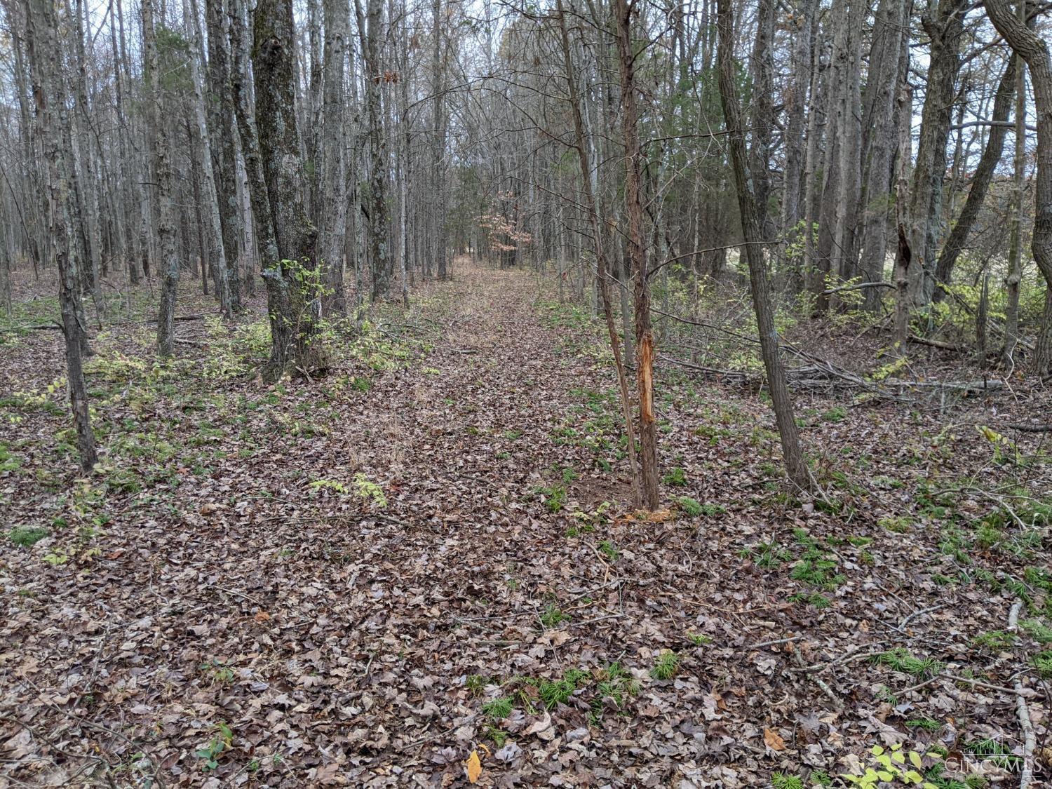 Land in Hamersville 5
