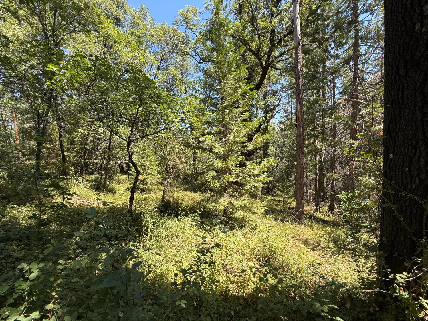 Land in Nevada City 5