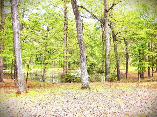 Pond 1 | Image 15