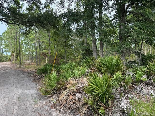 00 Sw 103 Rd Ct, Home with 0 bedrooms, 0 bathrooms and null parking in Cedar Key FL | Image 7