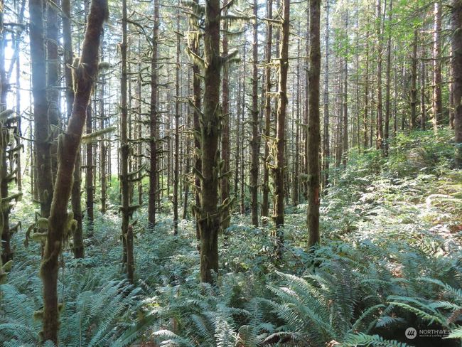 0 XXX State Route 4 W, Home with 0 bedrooms, 0 bathrooms and null parking in Grays River WA | Image 16
