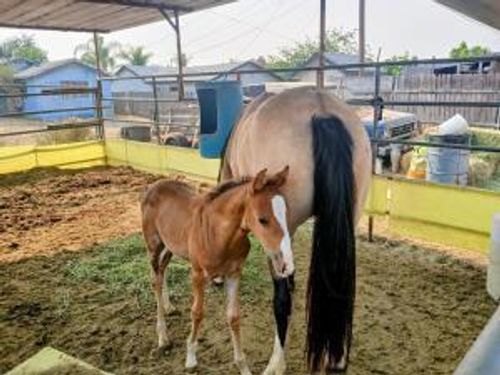 4052 Lindsay St, Jurupa Valley, CA, 92509-1010 | Card Image