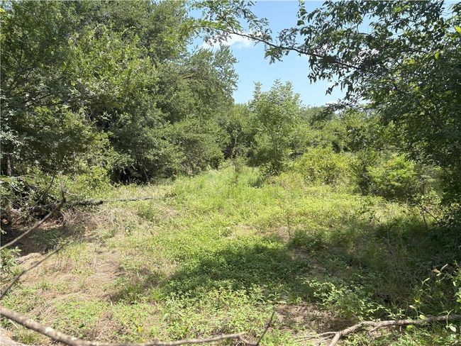 View of woods | Image 7