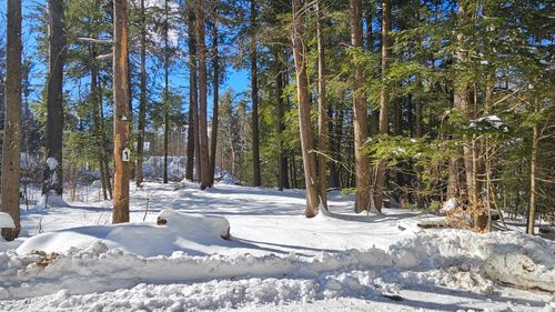 1 Bobolink Lane, Hillsborough, NH, 03244 | Card Image