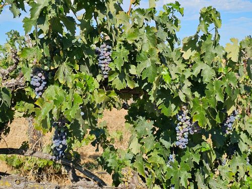 9417 E South Orchard Rd, Acampo, CA, 95220-8002 | Card Image