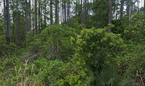 00 Glenside St, GEORGETOWN, FL, 32139 | Card Image