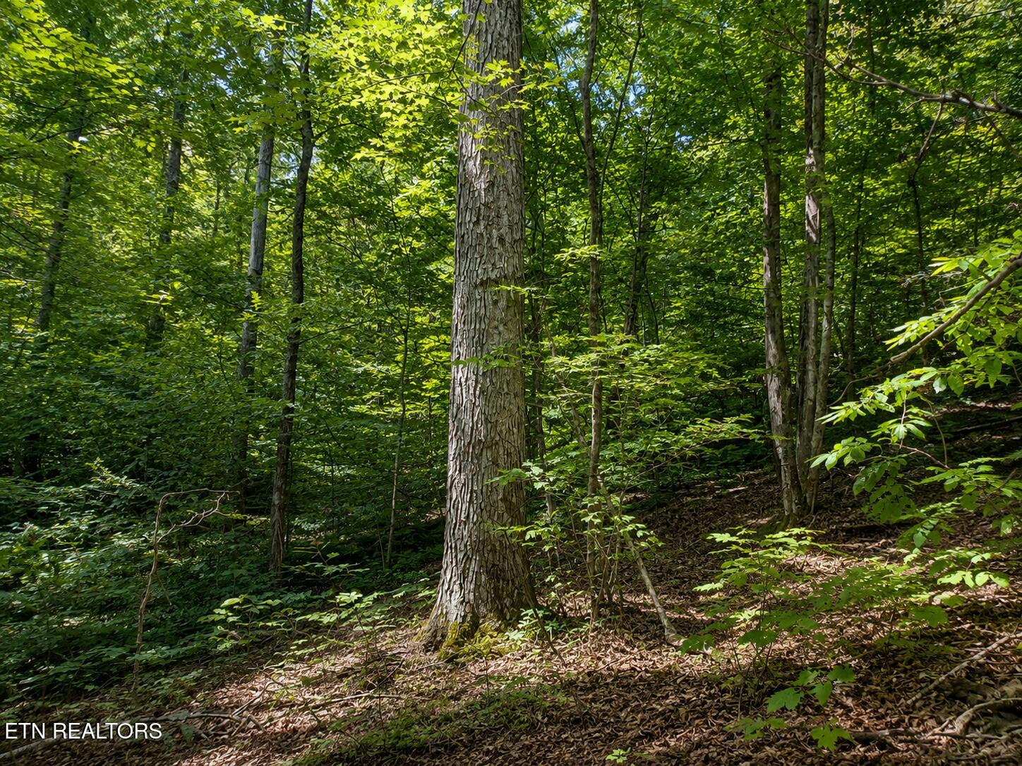 Land in Sevierville 3