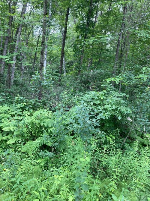 3 Summer Dr, Pequot Lakes, MN, 56472 | Card Image