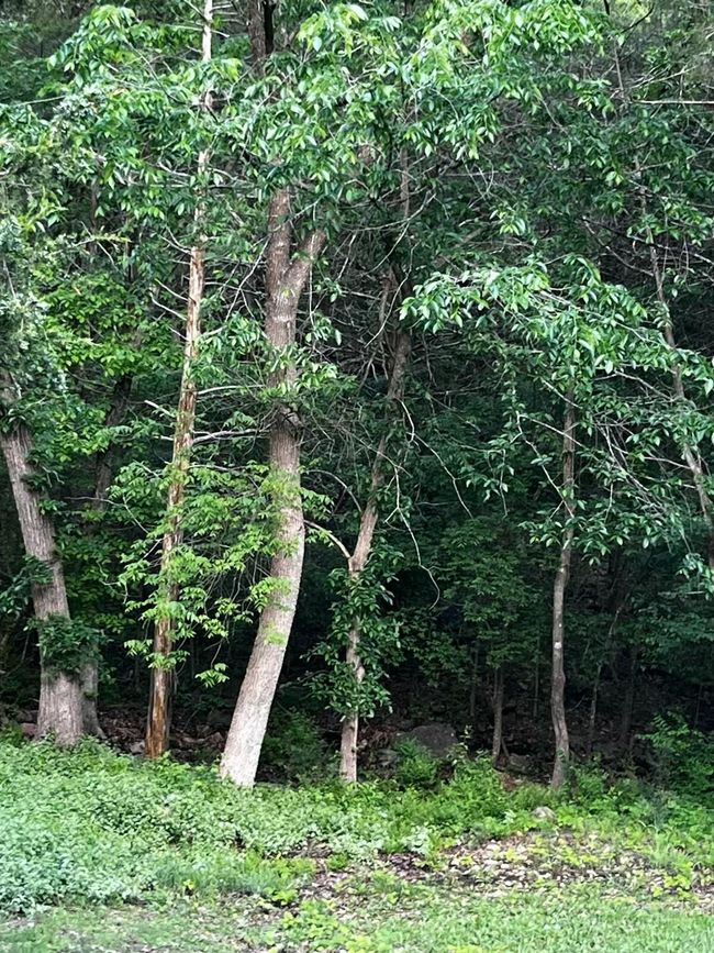 The beauty of the Ozarks | Image 49