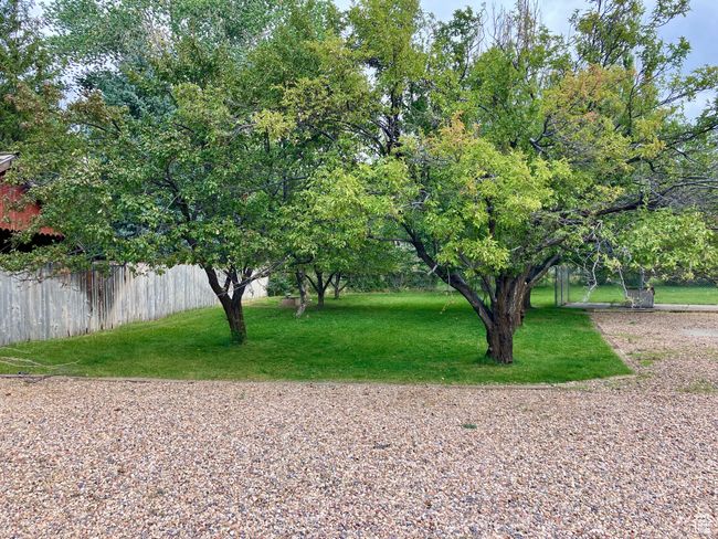 Fruit trees | Image 51
