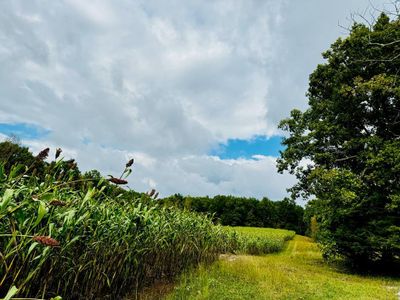 68 Acres Muddy Pond Rd, Home with 0 bedrooms, 0 bathrooms and null parking in Monterey TN | Image 1