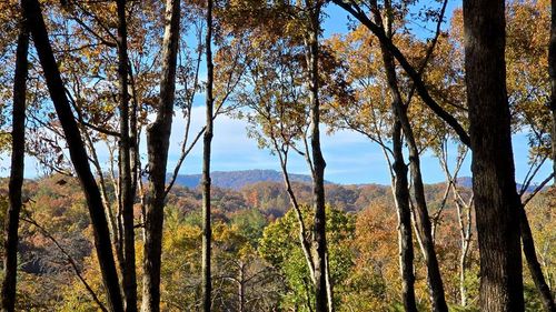 Lot 5 Gold Ridge Trail, Cherry Log, GA, 30522 | Card Image