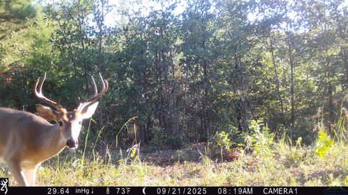 TBD Athens Church Rd, Hallsville, TX, 75650 | Card Image