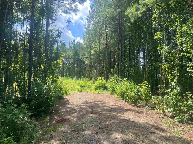 View of woods | Image 4