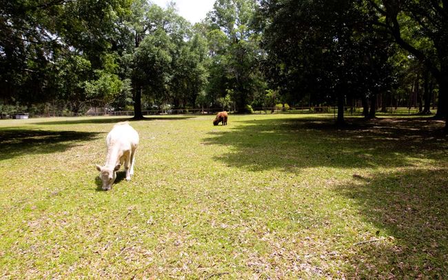 1309 Bessent Rd, House other with 5 bedrooms, 4 bathrooms and 3 parking in Starke FL | Image 43