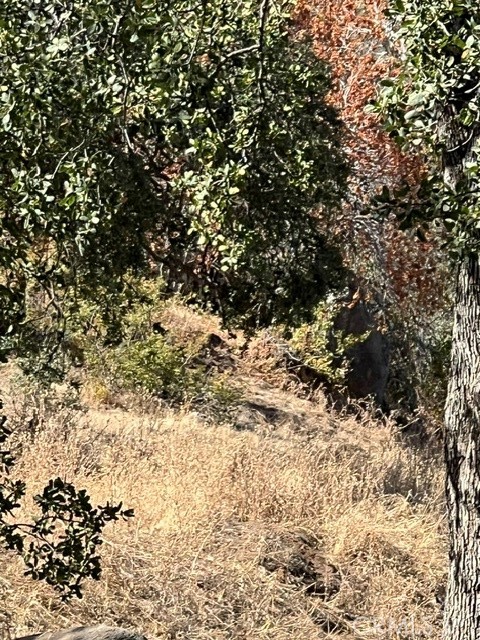 Land in Squaw Valley 3