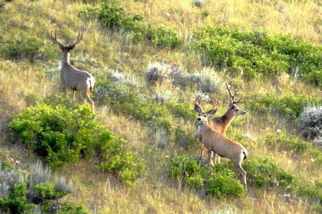 Mule Deer | Image 62